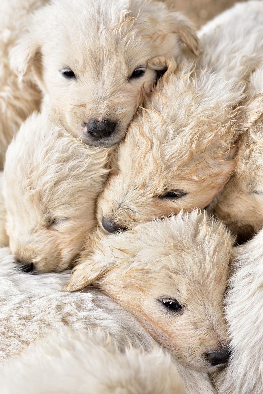 entdecken sie die bedeutung des tierschutzes und erfahren sie, wie wir gemeinsam für das wohl von tieren kämpfen können. lernen sie mehr über initiativen, gesetze und möglichkeiten, sich aktiv einzusetzen.