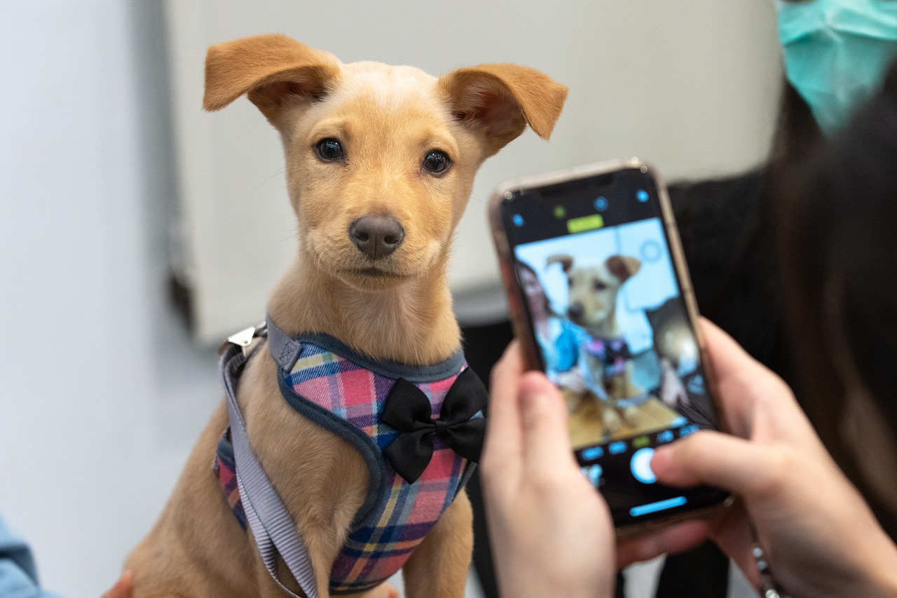 entdecken sie die freude der haustieradoption! finden sie ihr perfektes tierheimtier und schenken sie einem vierbeiner ein liebevolles zuhause. jeder hund und jede katze verdient eine chance auf ein glückliches leben.