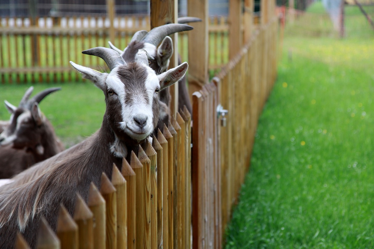 entdecken sie die bedeutung des tierschutzes und erfahren sie, wie sie sich für das wohl von tieren einsetzen können. informationen über gesetze, organisationen und individuelle maßnahmen für tierfreundliches handeln.