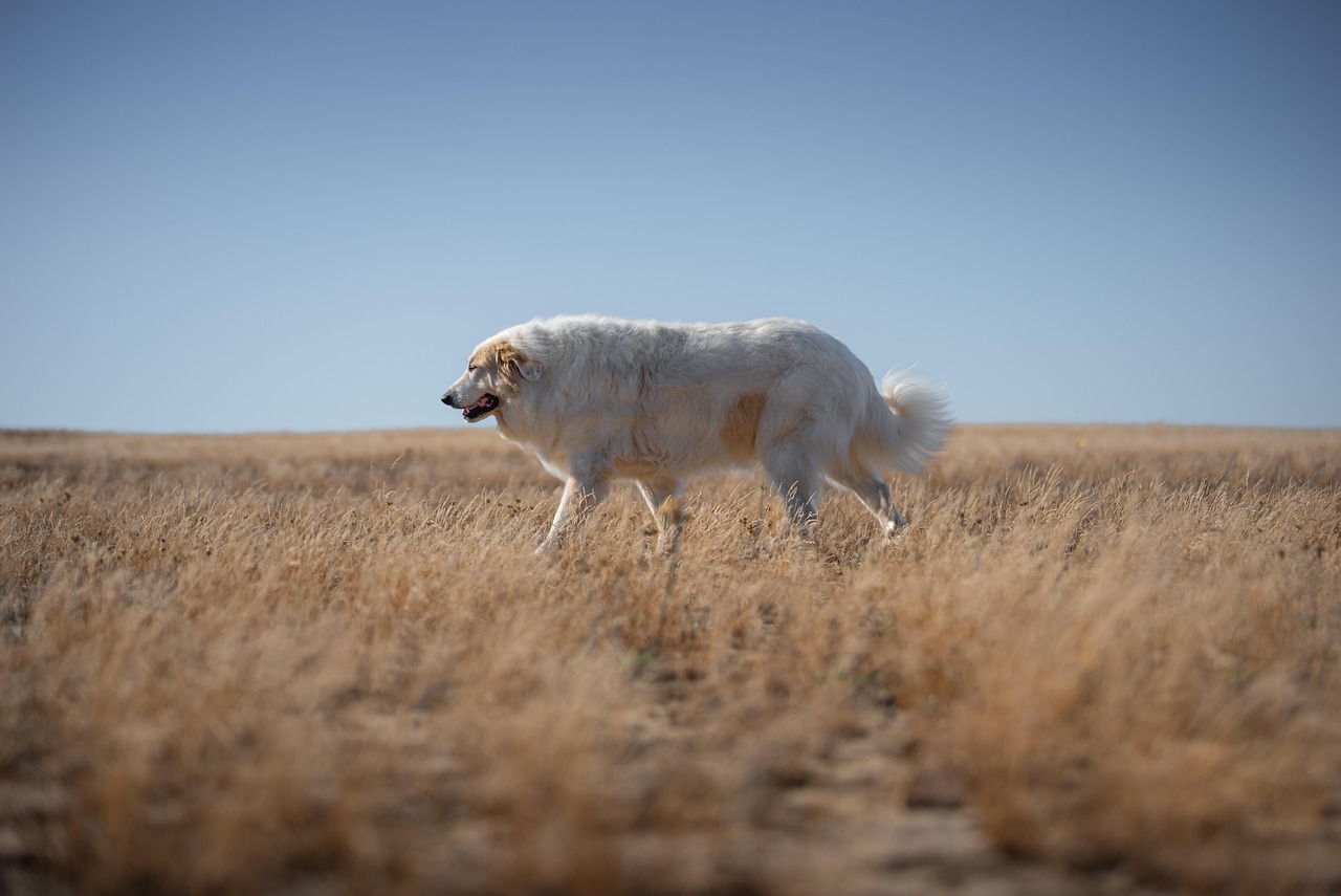 tierschutz ist ein zentrales anliegen unserer gesellschaft. erfahren sie mehr über effektive strategien, initiativen und gesetze, die dem schutz von tieren dienen und das bewusstsein für ihre rechte stärken.