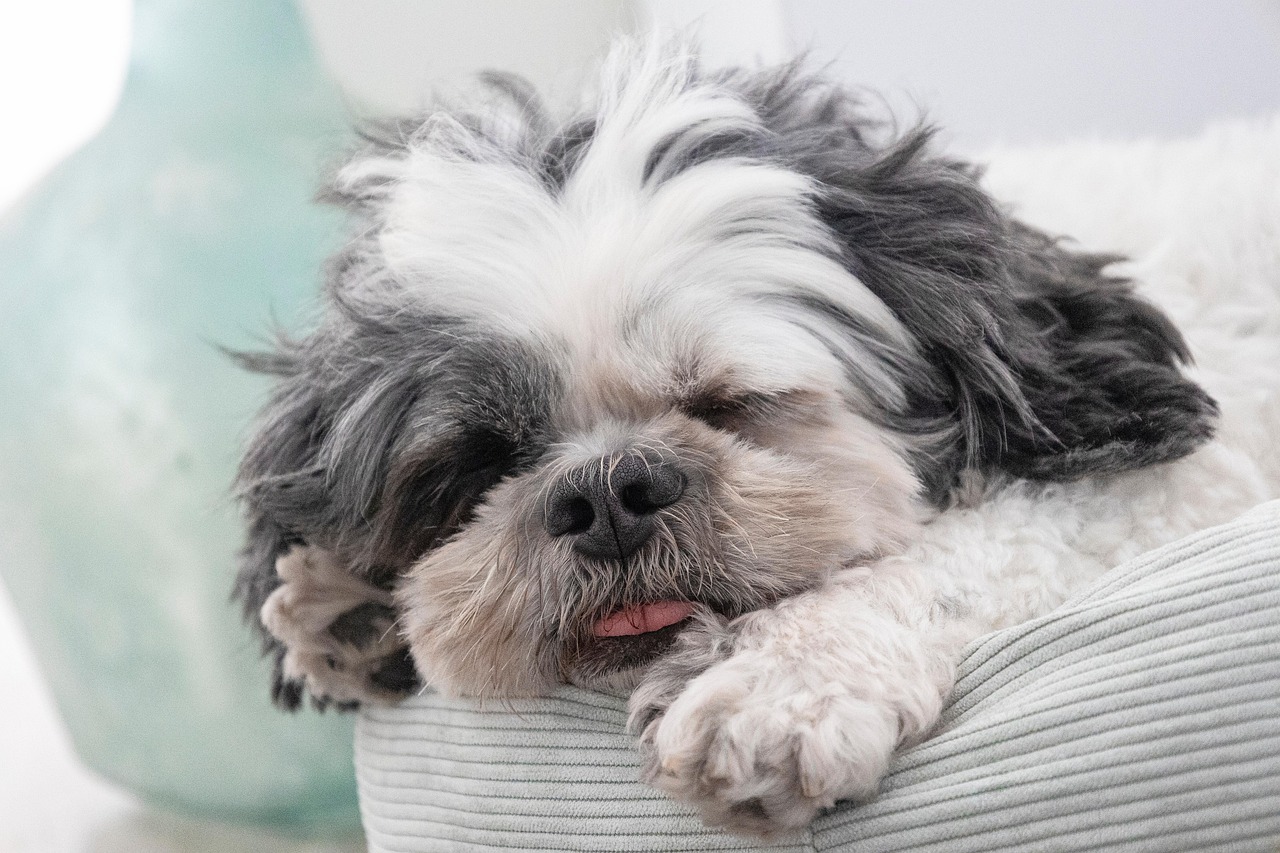 entdecken sie die wunderbare welt der haustiere! von adorablen hunden und katzen bis hin zu exotischen tieren – alles über pflege, haltung und die besten tipps für ein glückliches zusammenleben mit ihrem tierischen freund.