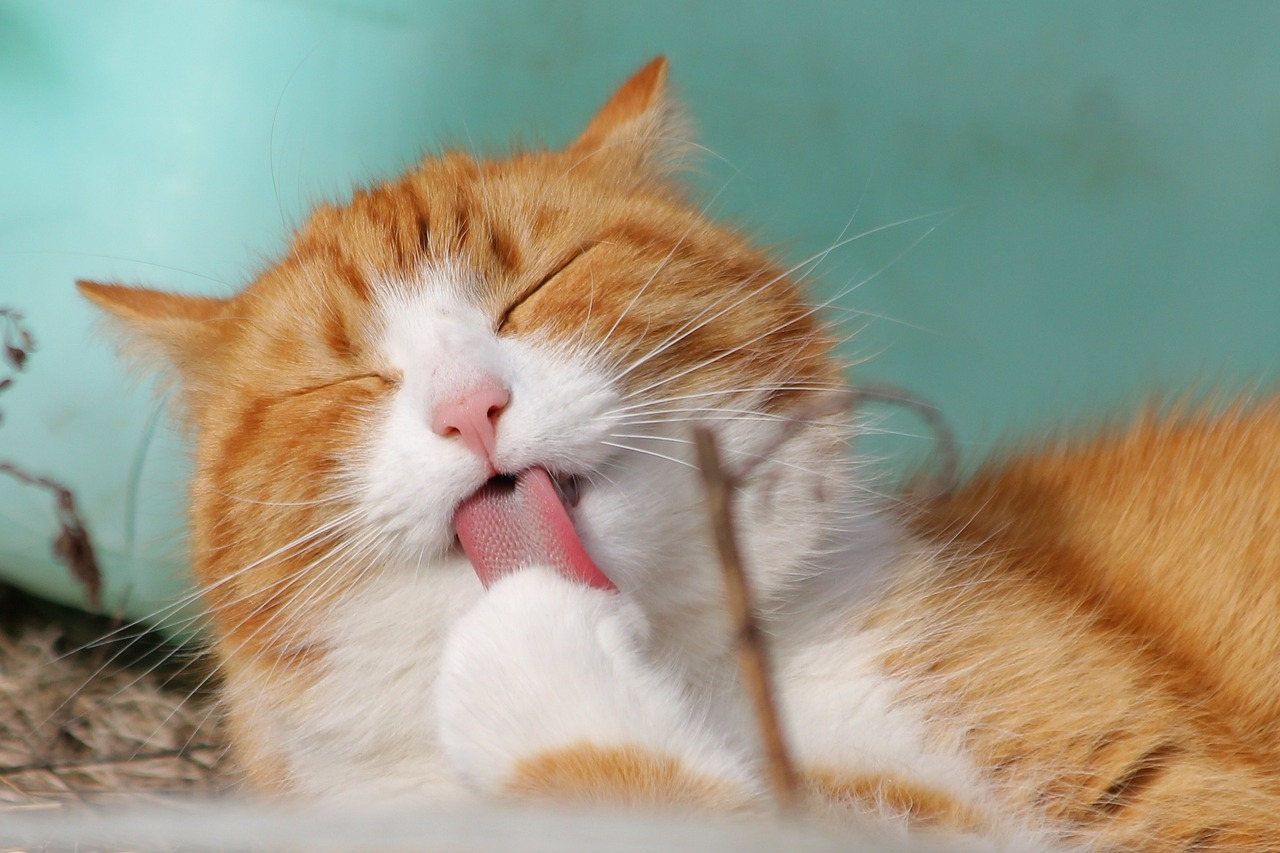 entdecken sie die faszinierende welt der katzen! erfahren sie mehr über verschiedene rassen, pflegehinweise und das verhalten dieser liebenswerten haustiere. tauchen sie ein in die wunderbare gemeinschaft der katzenliebhaber!