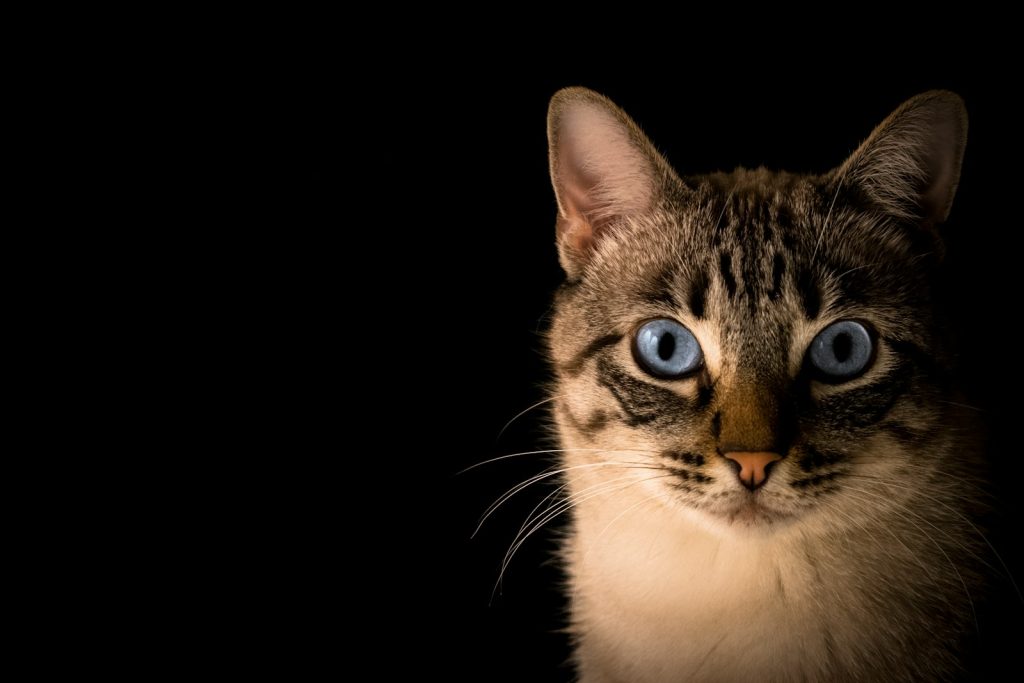 Nahaufnahme einer getigerten Katze