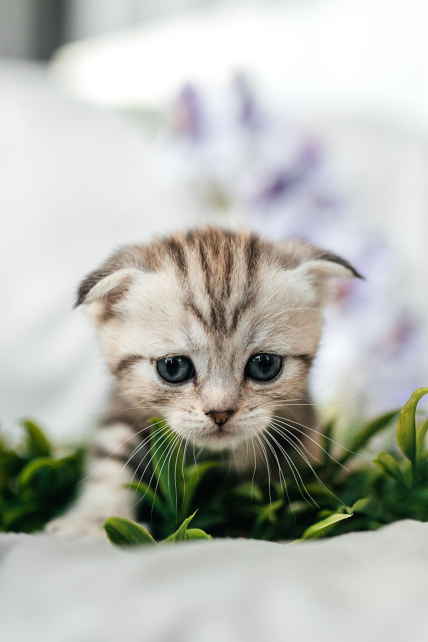 entdecken sie die freude der haustiervermittlung! finden sie ihr perfektes haustier und schenken sie einem tier ein liebevolles zuhause. unterstützen sie die adoption und verändern sie leben.