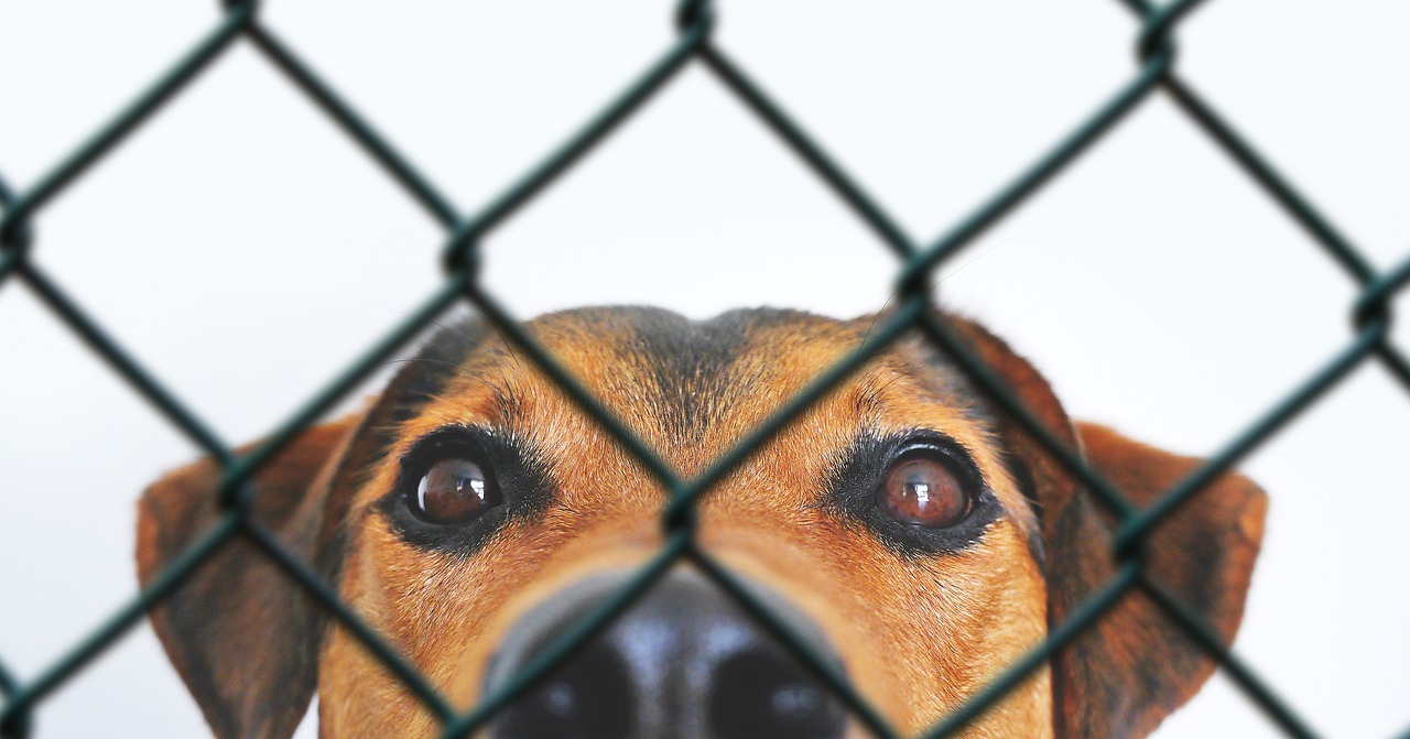entdecken sie alles über tierschutz: strategien, maßnahmen und aktuelle entwicklungen, die das wohl unserer tiere sichern und fördern. engagieren sie sich für eine bessere zukunft für unsere tierischen freunde!