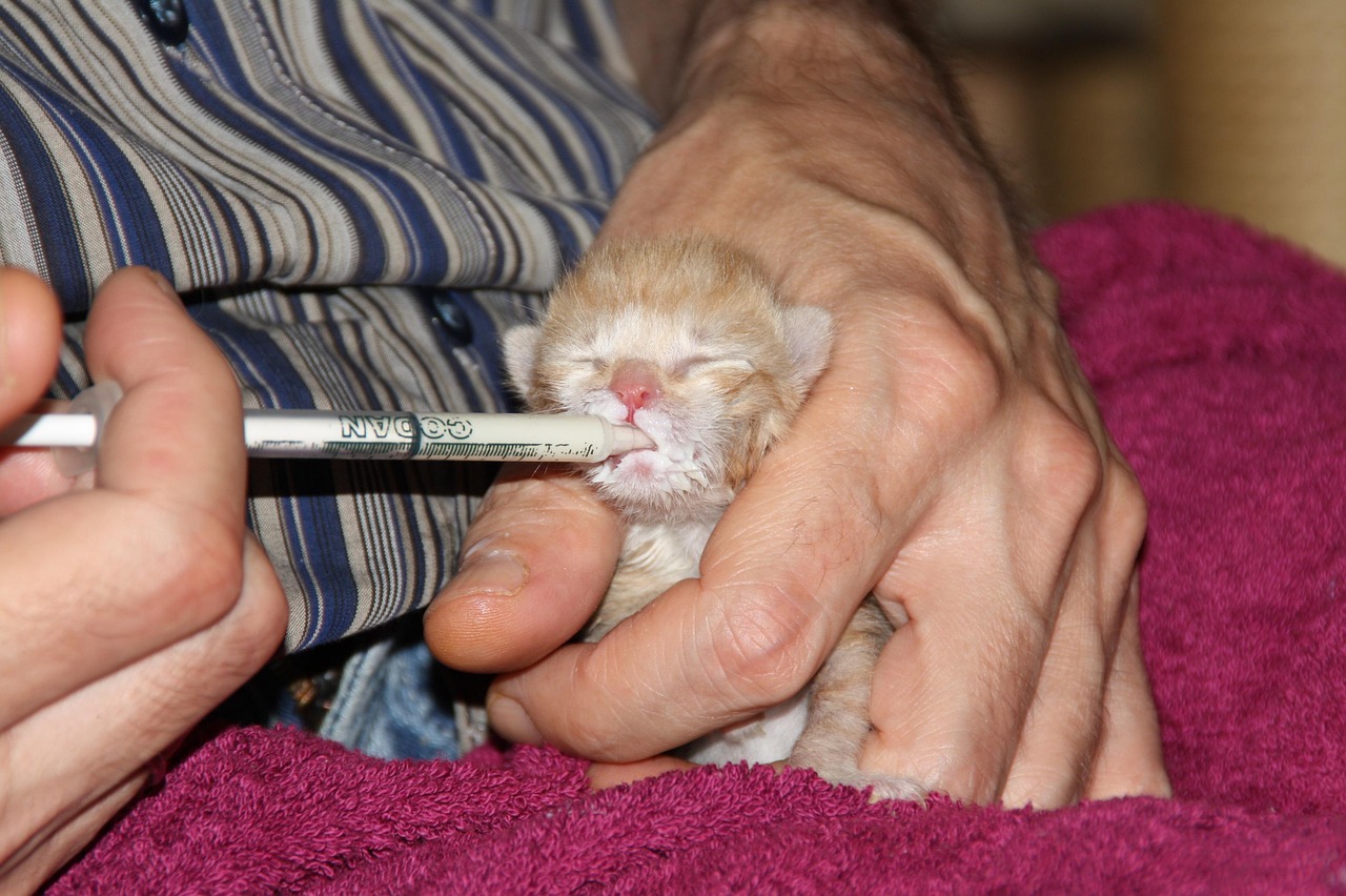 entdecken sie die bedeutung des tierschutzes und erfahren sie, wie sie zum wohlergehen von tieren beitragen können. informieren sie sich über wichtige themen, initiativen und tipps für ein verantwortungsvolles miteinander mit unseren tierischen freunden.