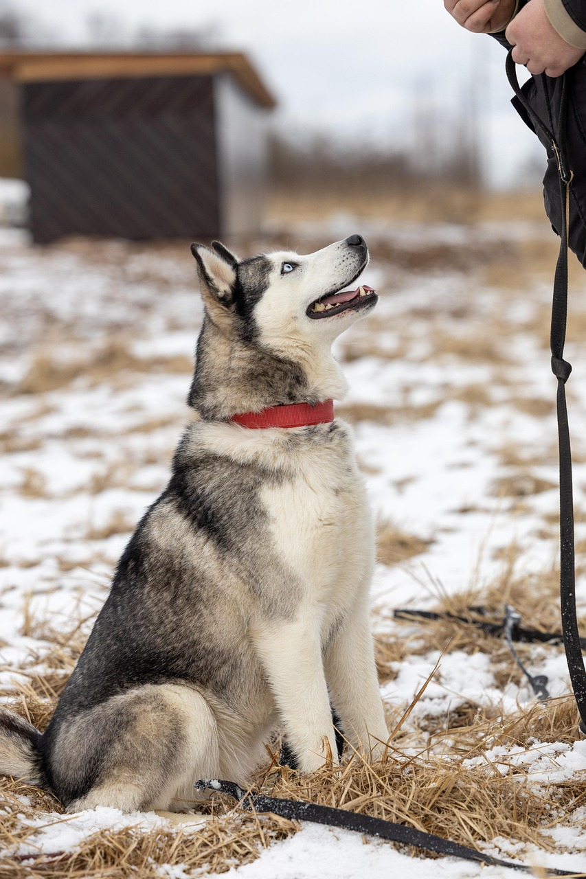 entdecken sie die freude der haustieradoption! finden sie ihr perfektes zuhause für ein neues pelziges familienmitglied und geben sie einem bedürftigen tier eine zweite chance auf glück.