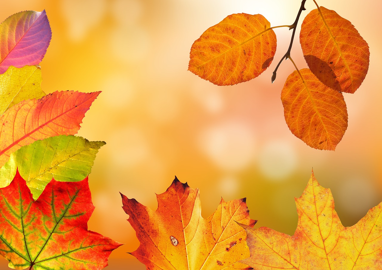 entdecken sie die neuesten trends der herbstmode! von warmen farben bis hin zu stylischen schichten - finden sie die perfekten outfits für die kühleren tage und verleihen sie ihrem kleiderschrank einen frischen look.