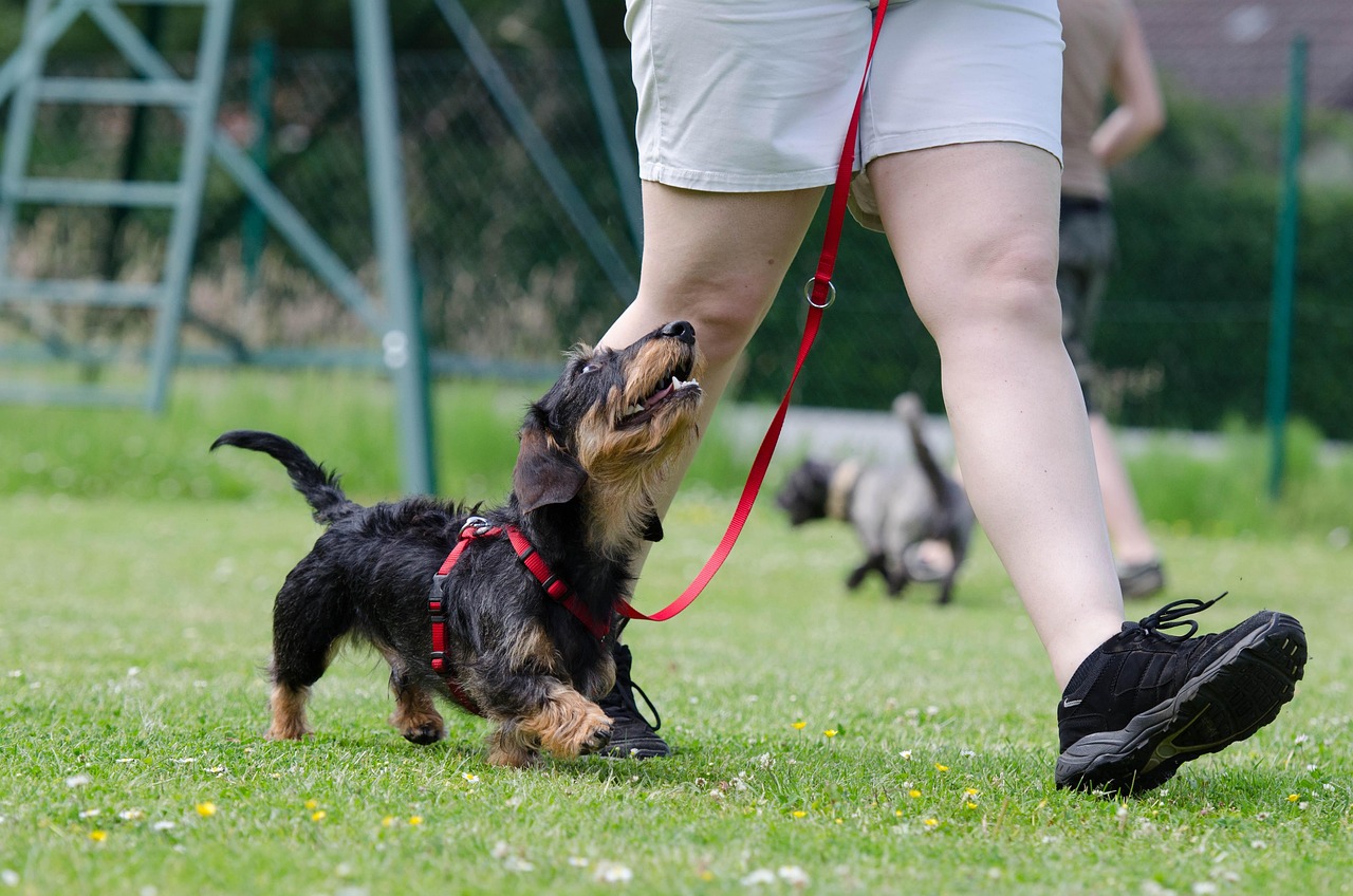 entdecken sie effektive trainingsmethoden für hunde, um das verhalten ihres lieblings zu verbessern und die bindung zwischen ihnen und ihrem vierbeinigen freund zu stärken. lernen sie von experten, wie sie positive ergebnisse erzielen können.