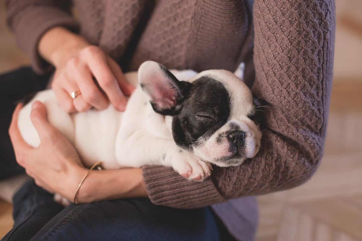 Tierliebhaber: Tipps zur artgerechten Haltung und Pflege von Haustieren