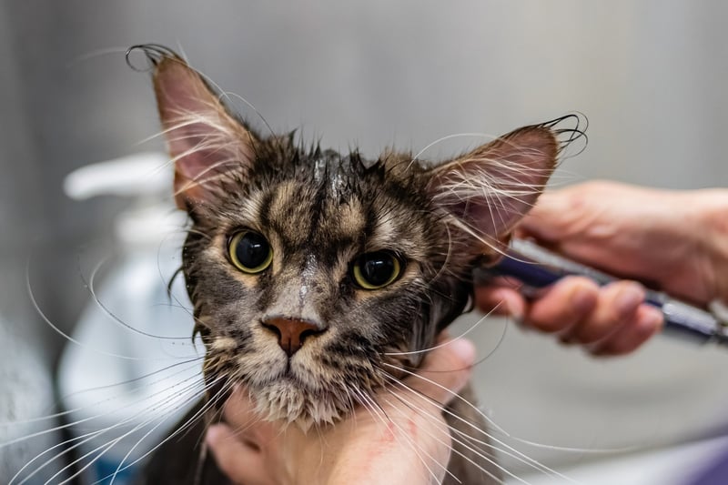 Wichtige Tipps zur Heimtierpflege für gesunde und glückliche Tiere