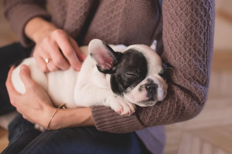 Pflege für Haustiere: Wichtige Tipps für glückliche und gesunde Tiere