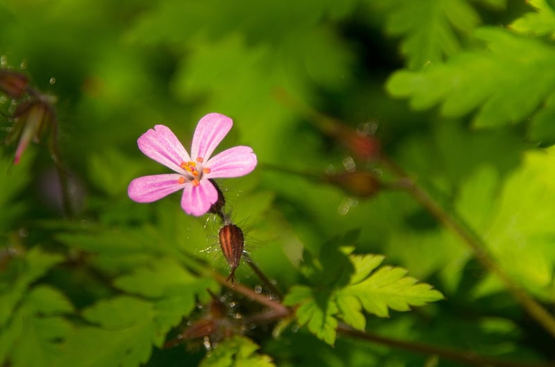 ruprecht herb